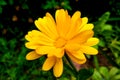 Calendula flower and leaf Calendula officinalis, pot, garden or English marigold plant, nature green background. Calendula flower Royalty Free Stock Photo