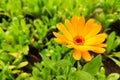 Calendula flower and leaf Calendula officinalis, pot, garden or English marigold plant, nature green background. Calendula flower Royalty Free Stock Photo