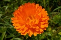 Calendula flower and leaf Calendula officinalis, pot, garden or English marigold plant, nature green background. Calendula flower Royalty Free Stock Photo