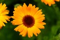 Calendula flower with leaves, Calendula officinalis or english marigold on blurred green background. Close up macro of Royalty Free Stock Photo