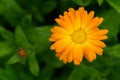 Calendula flower with leaves, Calendula officinalis or english marigold on blurred green background. Close up macro of Royalty Free Stock Photo