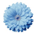 Calendula flower light blue with dew on a white isolated background with clipping path. Closeup.