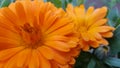 Calendula Flower Royalty Free Stock Photo