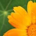 Calendula flower with raindrops on the petals against the background of a green leaf of nasturtium. View from above Royalty Free Stock Photo