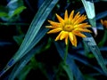 calendula flower with raindrops on the petals Royalty Free Stock Photo