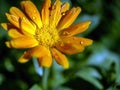 calendula flower with raindrops on the petals Royalty Free Stock Photo