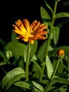 calendula flower with raindrops on the petals Royalty Free Stock Photo