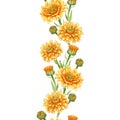 Calendula flower seamless border. Watercolor illustration. Yellow medical natural herb. Calendula officinalis plant