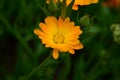 Calendula flower on summer day. Closeup medicinal flower herb for tea or oil Royalty Free Stock Photo