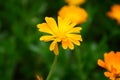 Calendula flower on summer day. Closeup medicinal flower herb for tea or oil Royalty Free Stock Photo