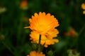 Calendula flower on summer day. Closeup medicinal flower herb for tea or oil Royalty Free Stock Photo