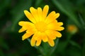 Calendula flower on summer day. Closeup medicinal flower herb for tea or oil, top view Royalty Free Stock Photo
