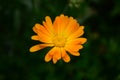 Calendula flower on summer day. Closeup medicinal flower herb for tea or oil, top view Royalty Free Stock Photo