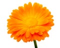 Calendula flower with water drops