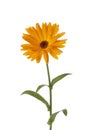 Calendula flower Royalty Free Stock Photo