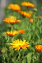 Calendula flowers Royalty Free Stock Photo