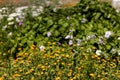 calendula flowers blooming in garden, sunny day in the nature. Orange flowers wide background. Calendula officinalis is used in p Royalty Free Stock Photo