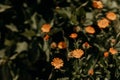 calendula flowers blooming in garden, sunny day in the nature. Orange flowers wide background. Calendula officinalis is used in p Royalty Free Stock Photo