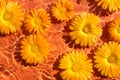 Calendula flowers floaty on orange water surface background. Beautiful SPA or summer concept background.