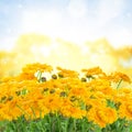 Calendula flowers in garden Royalty Free Stock Photo