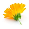 Calendula. flowers isolated on white