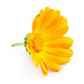 Calendula. flowers isolated on white