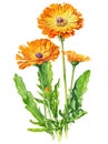 Calendula flowers isolated on white background. Generative AI realistic watercolour illustration