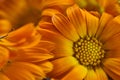 Calendula flowers laid out on a wooden background. Calendula officinalis medicinal plant petals - healthy concept Royalty Free Stock Photo