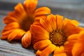 Calendula flowers laid out on a wooden background. Calendula officinalis medicinal plant petals - healthy concept Royalty Free Stock Photo