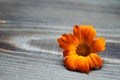 Calendula flowers laid out on a wooden background. Calendula officinalis medicinal plant petals - healthy concept Royalty Free Stock Photo