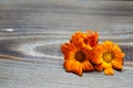 Calendula flowers laid out on a wooden background. Calendula officinalis medicinal plant petals - healthy concept Royalty Free Stock Photo