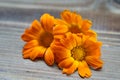 Calendula flowers laid out on a wooden background. Calendula officinalis medicinal plant petals - healthy concept Royalty Free Stock Photo