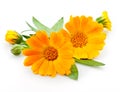Calendula. flowers with leaves on white