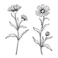 Calendula flowers, line art drawing. Marigold flowers and leaves isolated on white background, vector illustration