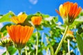 Calendula flowers, orange flowers against sky background. Royalty Free Stock Photo