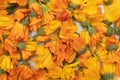 Calendula flowers petals full frame background Royalty Free Stock Photo