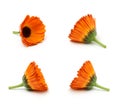 Calendula flowers set isolated on the white background Royalty Free Stock Photo