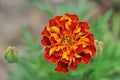 Calendula flowers in summer day Royalty Free Stock Photo