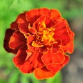 Calendula flowers in summer day Royalty Free Stock Photo