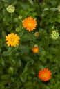 Calendula in the garden in summer.