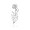 Calendula Hand Drawn Realistic Sketch Royalty Free Stock Photo