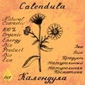 Calendula hand drawn sketch botanical illustration