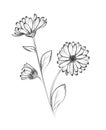 Calendula. Hand drawn vector illustration.