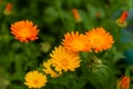 Orange and yellow flowers of calendula close up. Calendula is a joyful flower Royalty Free Stock Photo