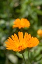 Calendula marigold