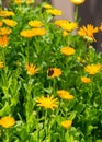 Calendula, or marigold Calendula, - wonderful orange Royalty Free Stock Photo