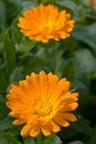 Calendula marigold flower