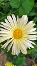 Calendula. Marigold flower close-up. Beautiful yellow daisies grow in a flower bed in the garden Royalty Free Stock Photo