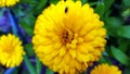 Calendula. Marigold flower close-up. A fly sits on the petals of a flower Royalty Free Stock Photo