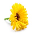 Calendula. Marigold flower isolated on white